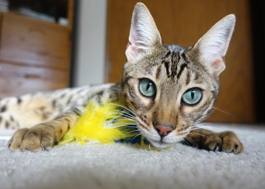 伤病潮席卷联赛:谁将成为最大受害者?,伤病连什么意思