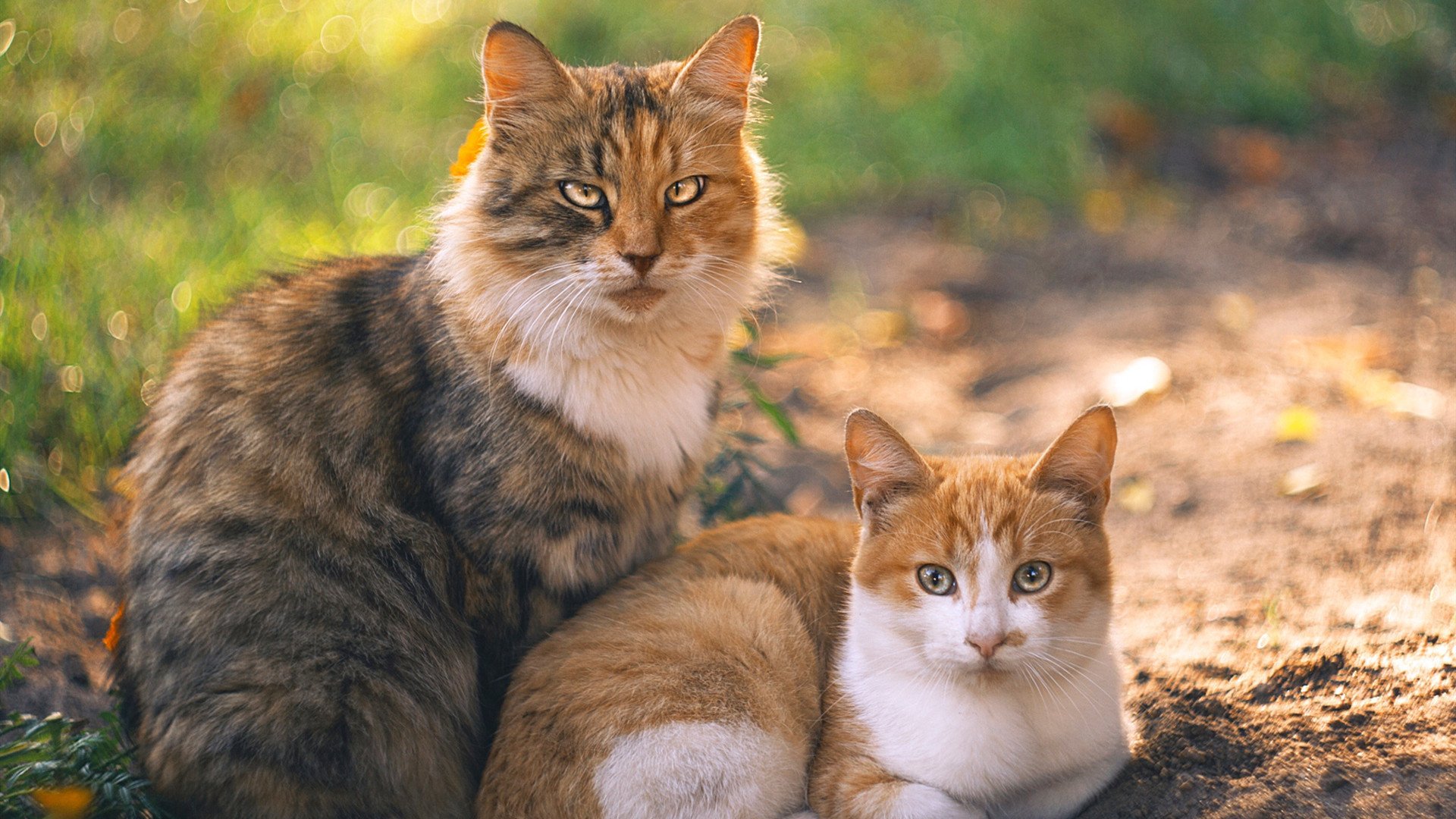 爱游戏娱乐网址-“中国足球运动积分制改革：未来趋势揭秘”，中国足球队的积分